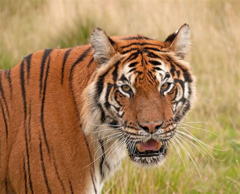 Anthony Miners Wildlife Photos Bengal Tigers