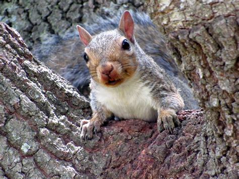 The Curious Squirrel Smithsonian Photo Contest Smithsonian Magazine