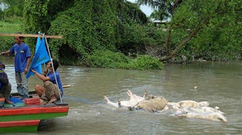 Sebagian spesies ikan pari menghabiskan waktunya dengan cara berdiam menguburkan dirinya di pasir, dan hanya bergerak mengikuti arus pasang surut air. Bangkai Babi yang Sudah Membusuk Lintasi Sungai di Aceh ...