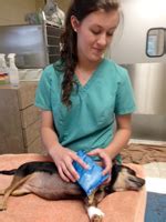 Everyone at rivergate veterinary clinic works out of a love for animals. Equine Partners of America (EqPA) | More News