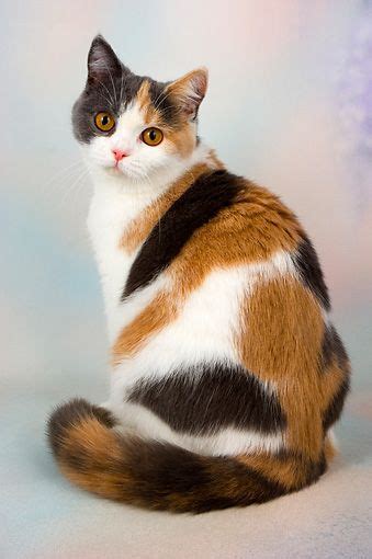 As I Began To Talk To Fellow Calico Owners I Noticed That Every Single