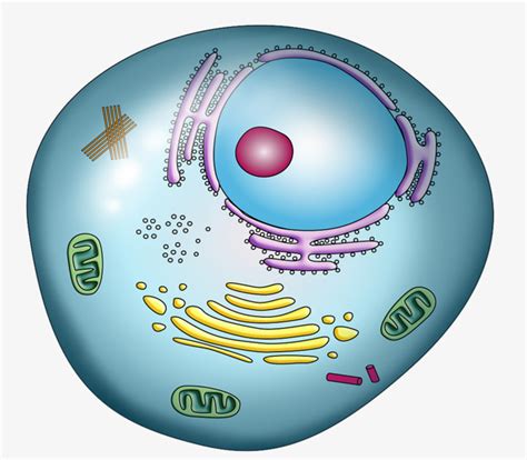 This type of cell also contains cytoplasmic organelles like endoplasmic chromosomes: Cell clipart colored, Cell colored Transparent FREE for ...
