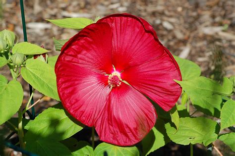 Hardy Hibiscus Plants How To Grow The Dinner Plate