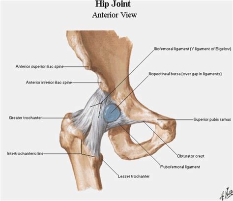 See more ideas about muscle diagram, human anatomy and physiology, medical anatomy. Hip Joint Diagram | Hips, Hip joint anatomy, Joints anatomy