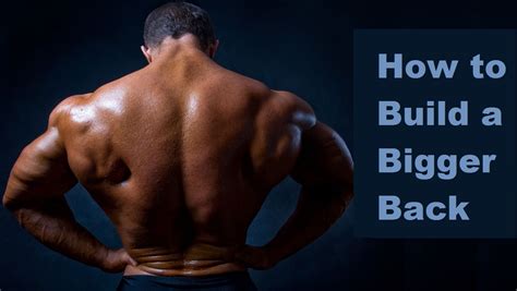 Muscle Palace The Best Muscle Building Back Exercises