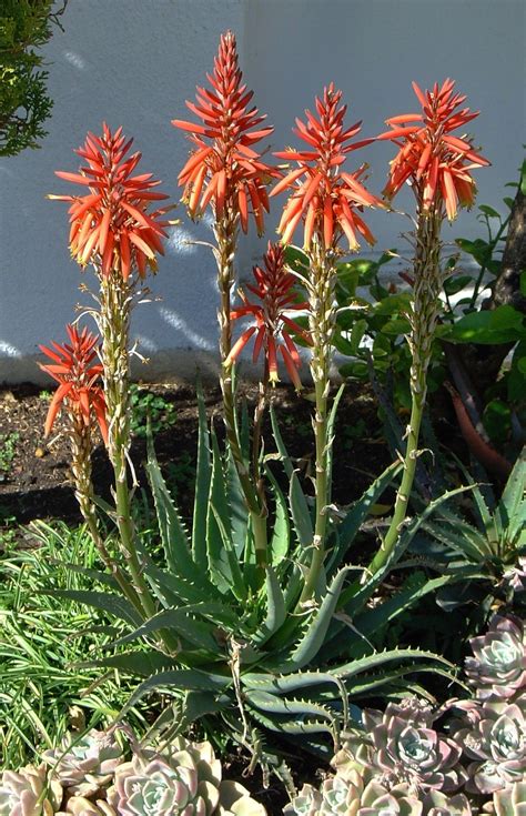 Aloe Hedgehog This Aloe Has Become A Real Winner In The South African