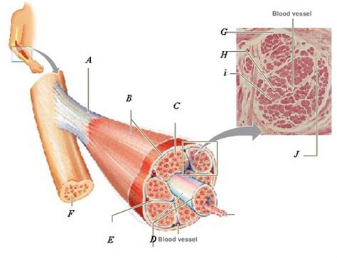 Microscopic Anatomy And Organization Of Skeletal Muscle Chapter 14