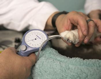 The management of high blood pressure in cats is centered around reducing the cardiac output and the dilation of the blood vessels. Feline Hypertension (High Blood Pressure) | Cat Friendly Homes