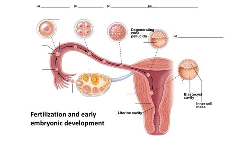 Fertilization And Early Embryonic Development Diagram Quizlet