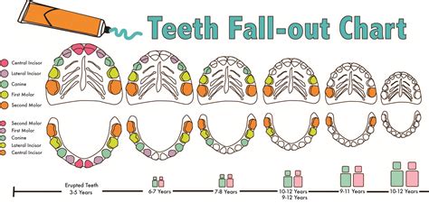 When Do Baby Teeth Fall Out Diagram Amulette