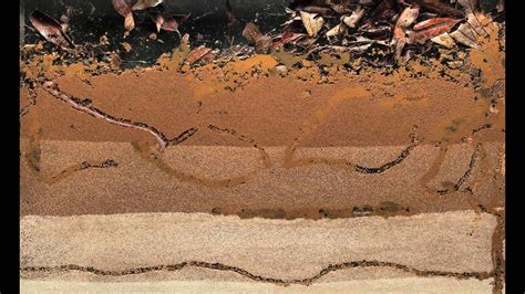 Earthworms Underground