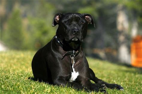 What You Must Know Before Getting A Pit Bull Terrier Mix As A Pet