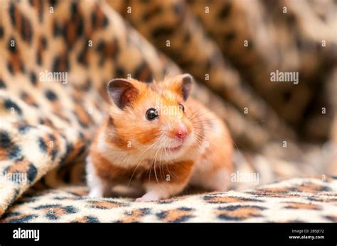 Syrische Hamster Fotos Und Bildmaterial In Hoher Auflösung Alamy
