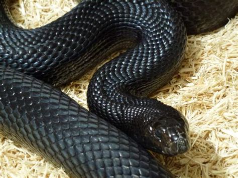 Rüyada Büyük Siyah Yılan Öldürmek - ruyandagor.com