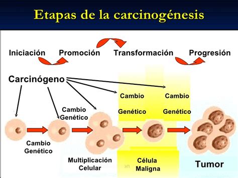 Bases Moleculares Del Cáncer BiologÍa Celular Del CÁncer