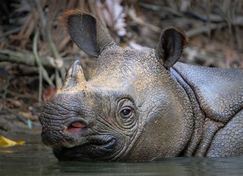 Javan rhinoceros: Rare and vital rainforest grazers | One Earth