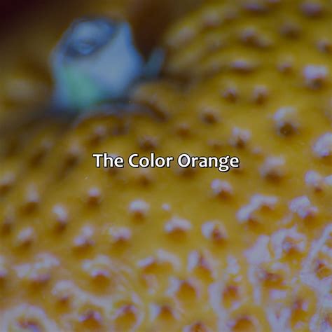 What Came First The Color Orange Or The Fruit Orange