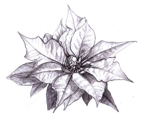 Poinsettia Sketch At Explore Collection Of