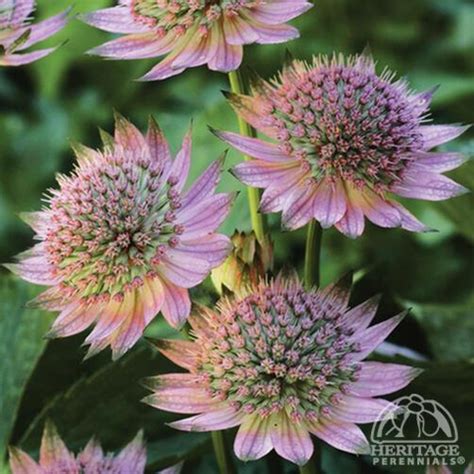 Plant Profile For Astrantia Major ‘florence Pink