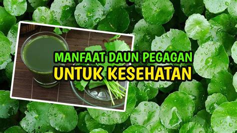 Daun Herbal Yang Terabaikan Manfaat Daun Pegagan Untuk Kesehatan Youtube