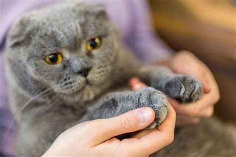 Okay, so while i'm not really sure of how my answer will play out…i love this question! Why Does My Cat Bite Me For No Reason? How to Instantly ...