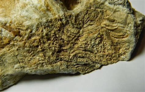 Csms Geology Post Chasing Arizona Onyx