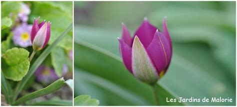 Les Tulipes Botaniques C Est Le Moment De Les Planter Les Jardins