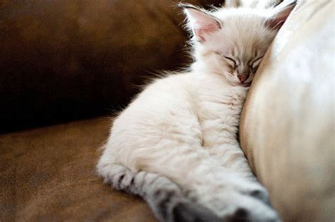 17 Best Images About Love Lynx Point Siamese On Pinterest