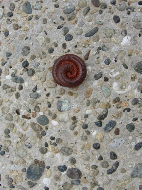 Before you consider how you're likely to. Casey and Leah's Adventures: Fiji Creepy Crawlies!