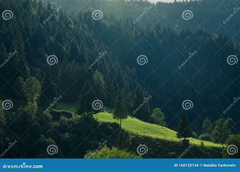 Morning Mountain Landscape With A Green Meadow And Tall Coniferous