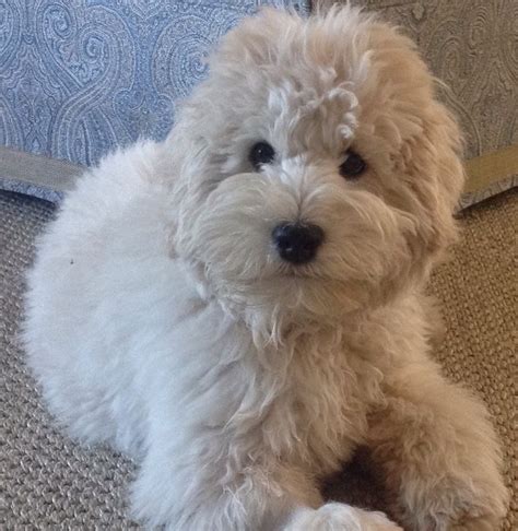 Theo, our mini golden doodle, used to be. Mini Golden Doodles & Mini English Cream Doodles | Doodle ...