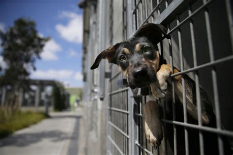 La Closer To No Kill Animal Shelters As Euthanization Rates Drop