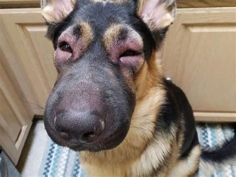 What Can I Give My Dog For Swollen Face