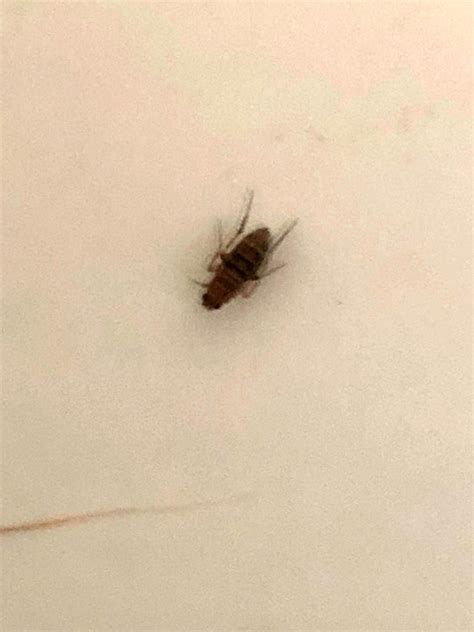 What Are These Small Flying Bugs In My Bedroom