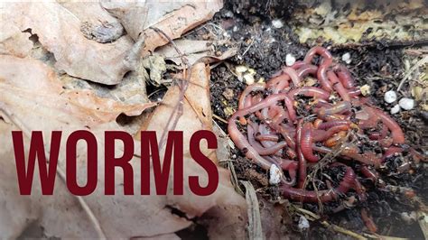 Grow Garage Adding Worms To The No Till Beds W Sf7000 Youtube