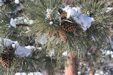 Snow Covered Pine Cone Stock Photo Image Of Snow Sunny 57199938