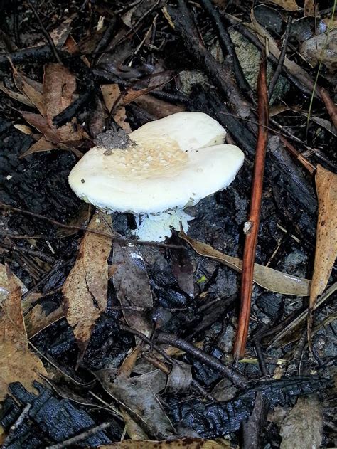 Big White Mushroom Id Request Mushroom Hunting And