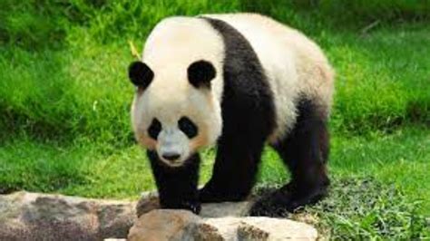 Why Are Pandas Endangered Animals