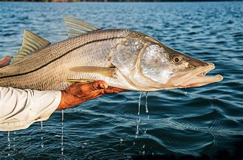 Snook Fishing Tips Catching Trophy Snook Sport Fishing Magazine