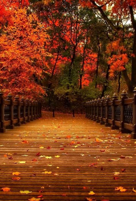 Autumn Cozy Beautiful World Beautiful Places Fall Pictures Nature