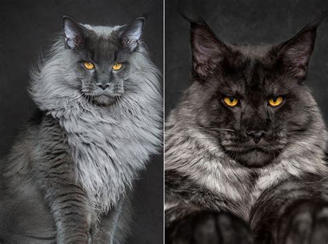 The black maine coon cat has one of the most alluring and stunning colors of this breed. Photographer Captures the Majestic Beauty of Maine Coon Cats