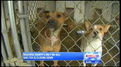 Everything Must Go as Texas No-Kill Shelter Closes