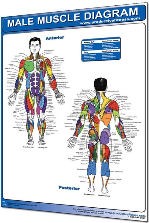 The diagrams also come with accompanying text in braille that explains what the body undergoes during menstruation, how to use sanitary napkins and other matters of hygiene. 24" x 36" Laminated Fitness Poster / Wall Chart - Muscle ...