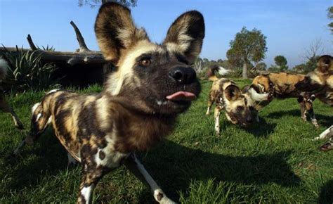 Can You Have An African Wild Dog As A Pet