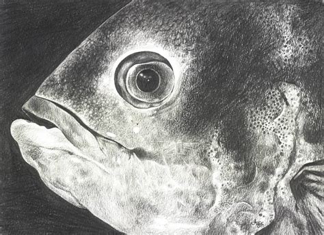 Graphite Fish Eye Drawing Illustration Art Pencil Art And Collectibles