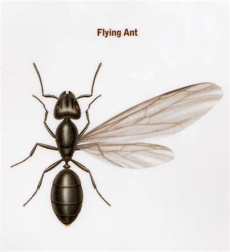 Amy Kukta Flying Ant Wings