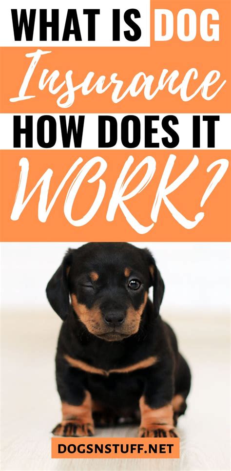 Maybe you would like to learn more about one of these? How to Find the Best Dog Insurance | Dog insurance, Dogs, Puppy insurance