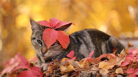 Thanksgiving Cat Wallpapers Top Free Thanksgiving Cat Backgrounds
