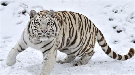 3d animation wallpaper iphone hd 1080p tiger. 43+ 1920X1080 Tiger Wallpaper Full HD on WallpaperSafari