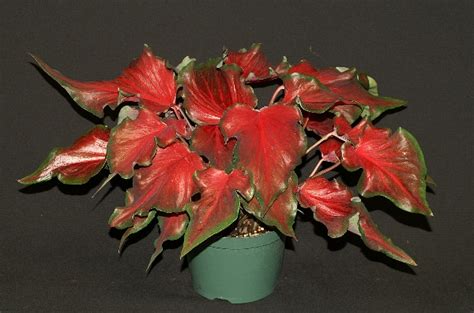 Maybe you would like to learn more about one of these? Red Frill Caladiums